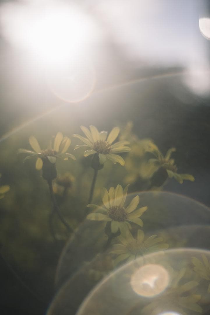 虹が出るライカの癖玉！Leica Summar 50mm f2 オールドレンズ