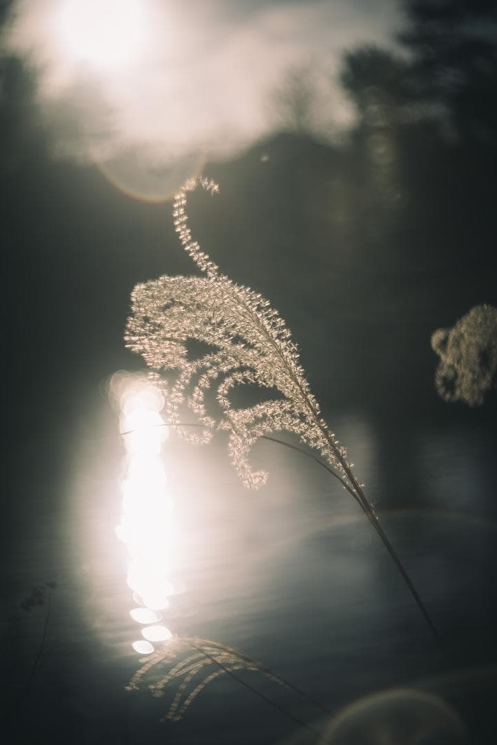 虹が出るライカの癖玉！Leica Summar 50mm f2 オールドレンズ