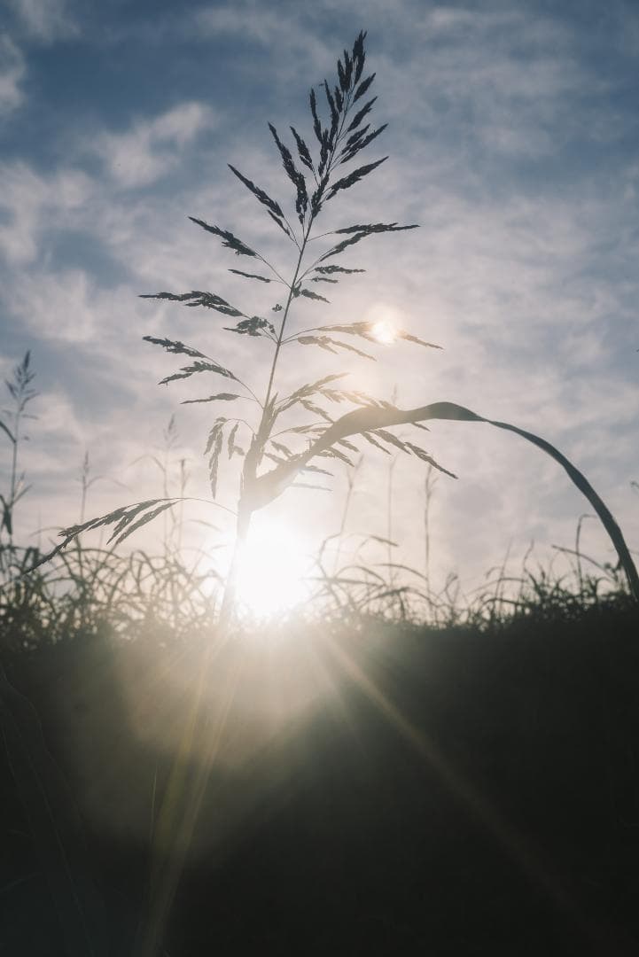 虹が出るライカの癖玉！Leica Summar 50mm f2 オールドレンズ