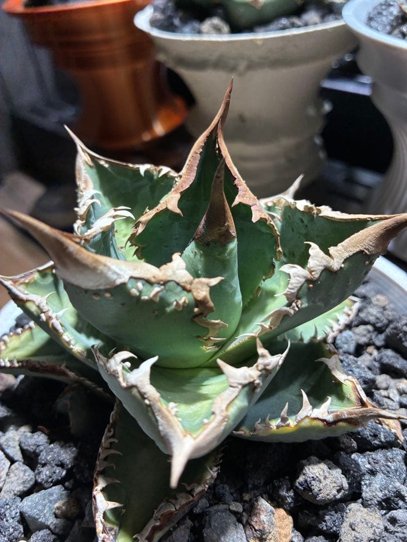 や*ん様 アガベ チタノタ　麻花　親株　ぶつぶつ　ブツブツ　麻花龍