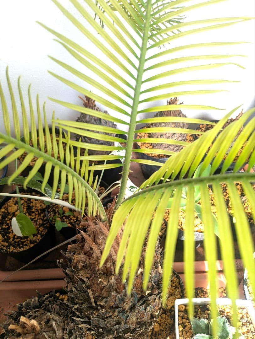 ひ*ろ様 黄金ソテツ　蘇鉄　コーデックス　塊根植物　サボテン　アガベ　多肉植物