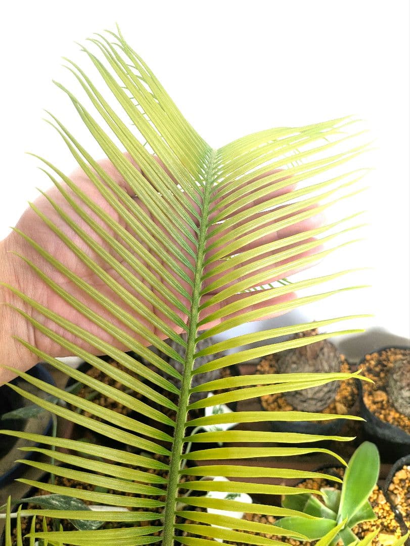 ひ*ろ様 黄金ソテツ　蘇鉄　コーデックス　塊根植物　サボテン　アガベ　多肉植物