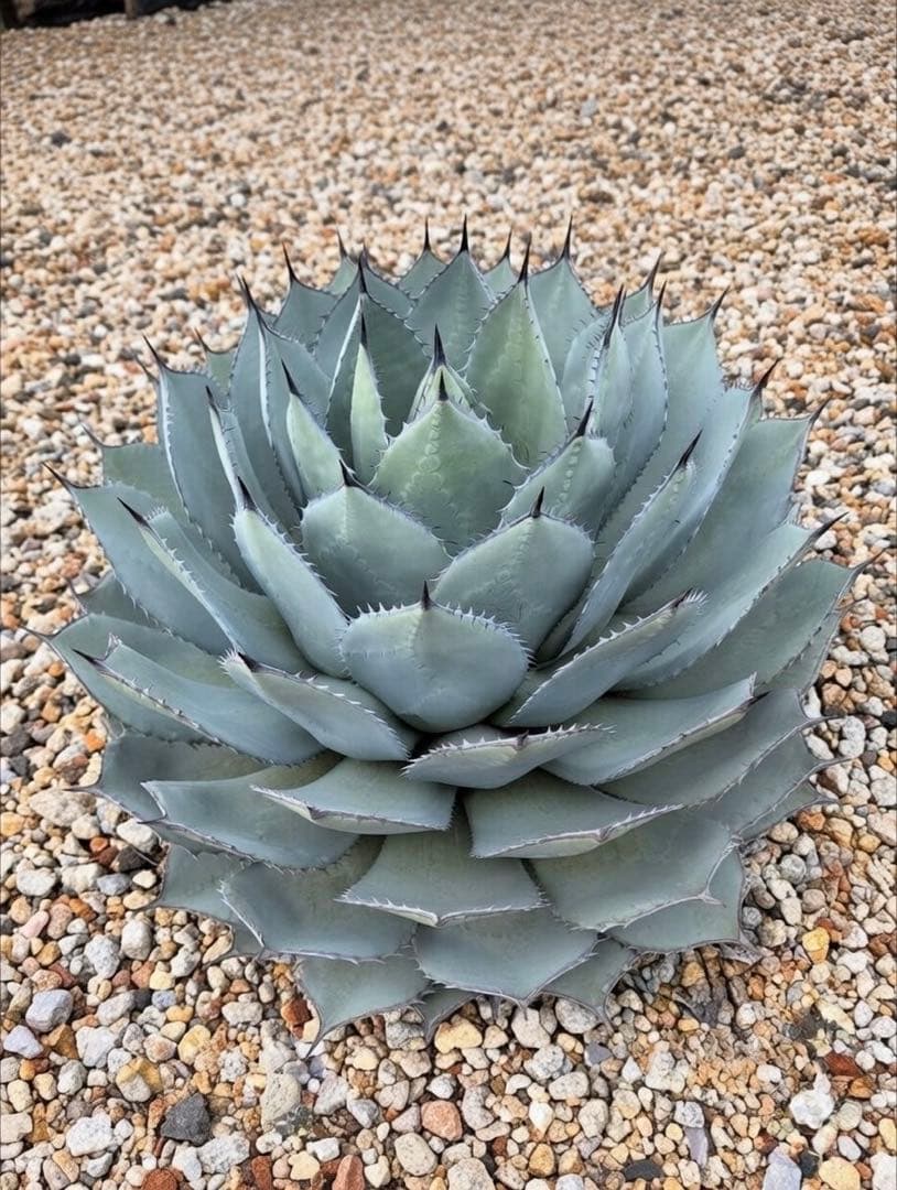 シ*プ様 アガベ　パリー　姫吉祥天