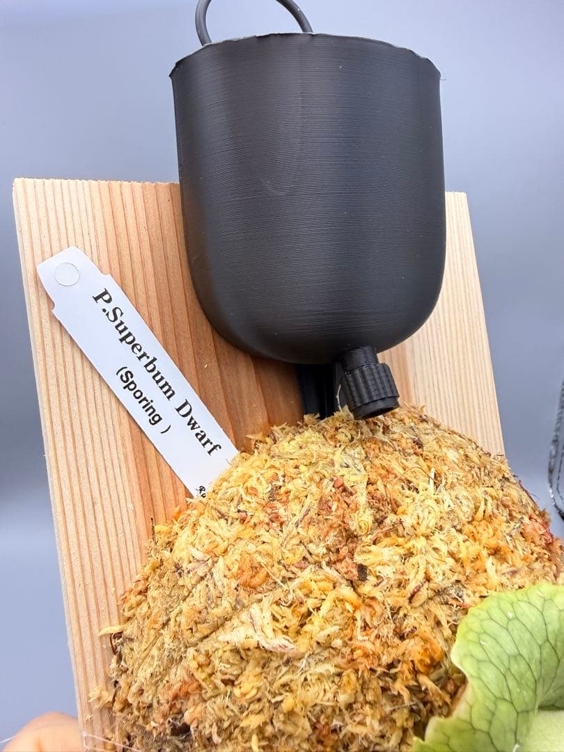 ビカクシダ　P. Superbum Dwarf sporeling