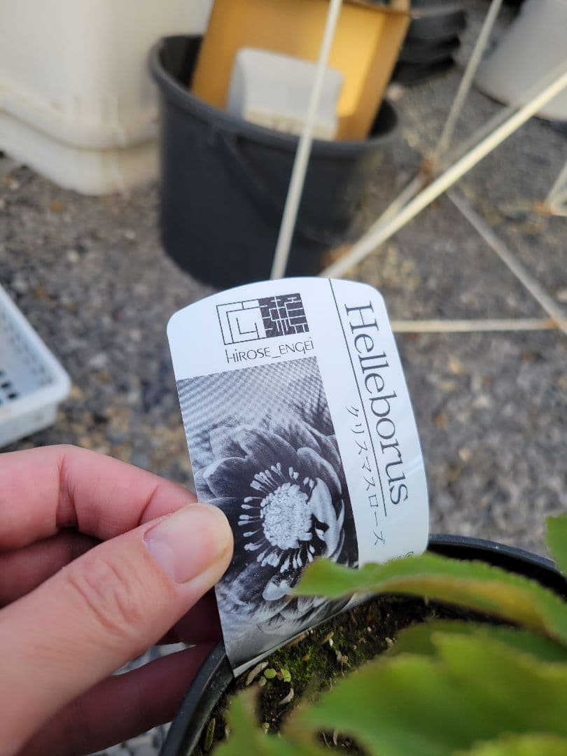 広瀬園芸　レッドダブル　クリスマスローズ