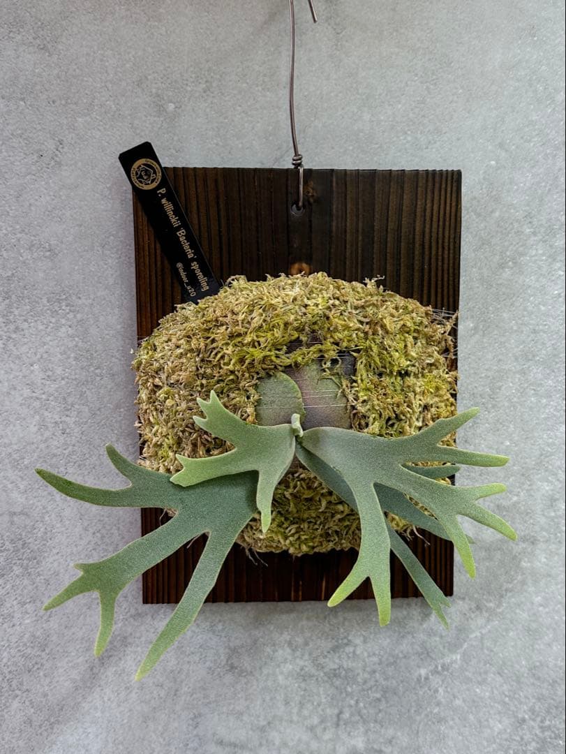 willinckii'Bacteria'spore PUPバクテリアビカクシダ①