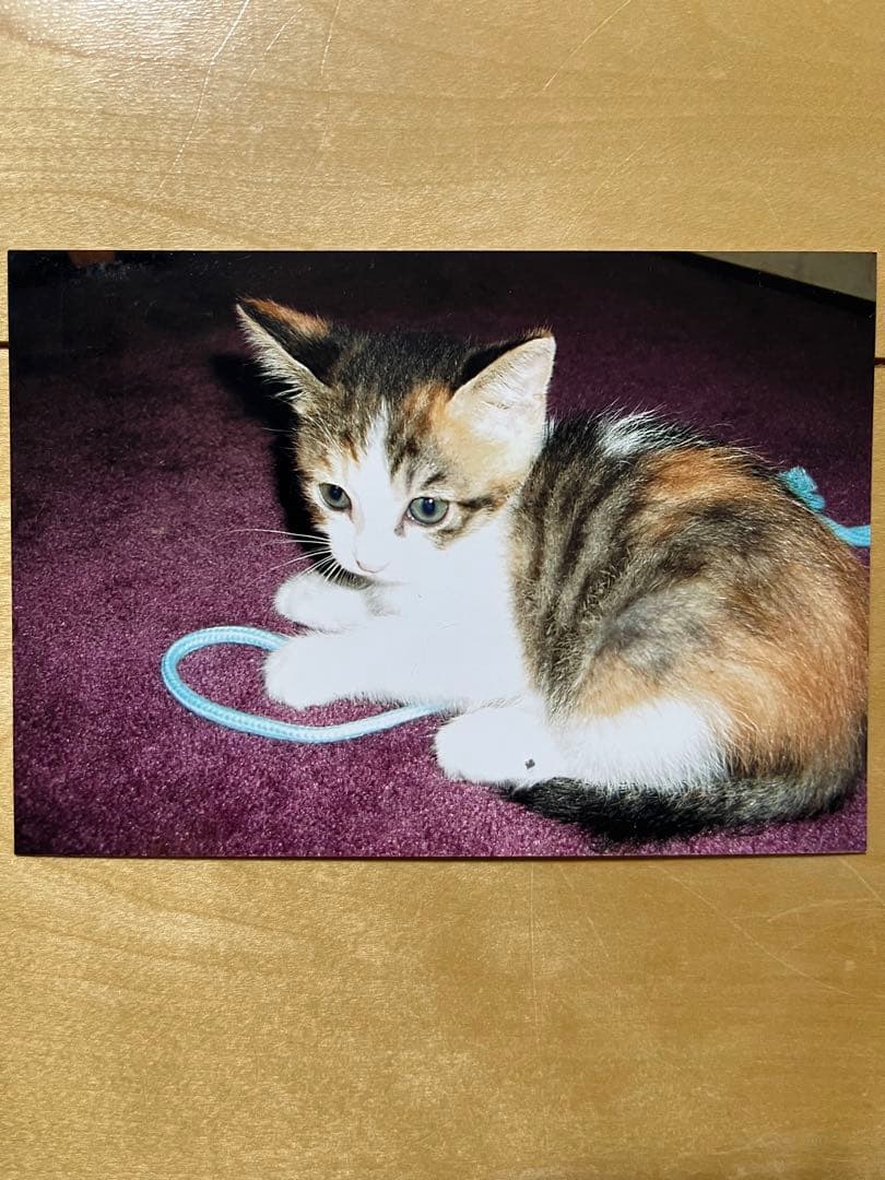 羊毛フェルト猫☆。.：＊・にゃんにゃん☆。.：＊.°ページ