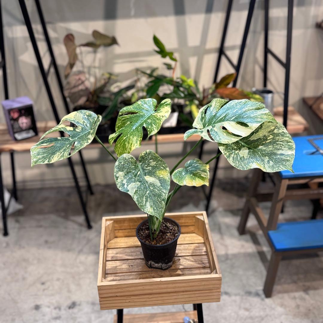 す*る様 22 モンステラ　デリシオーサ　レガシー　斑入り　美斑