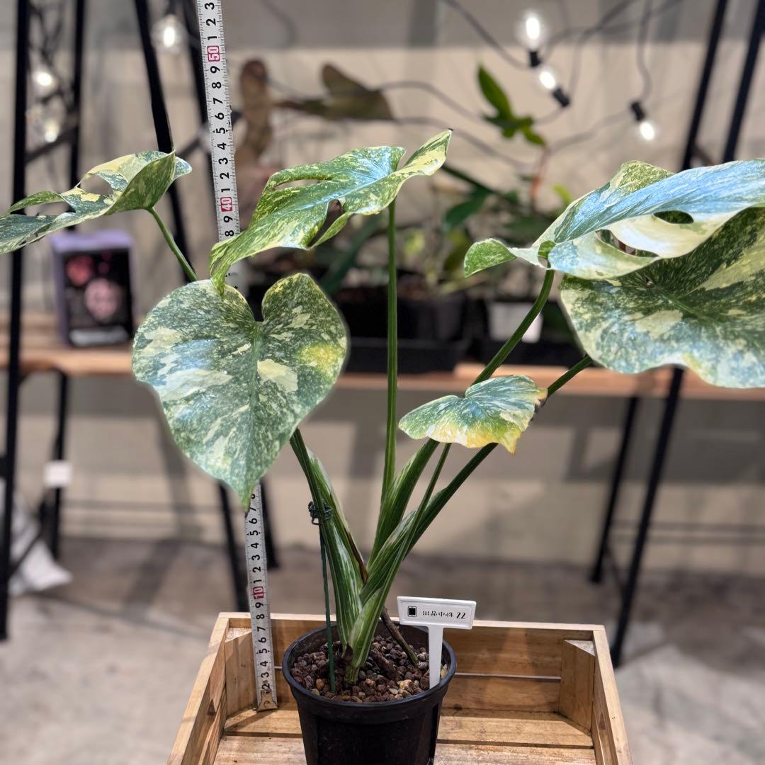 す*る様 22 モンステラ　デリシオーサ　レガシー　斑入り　美斑