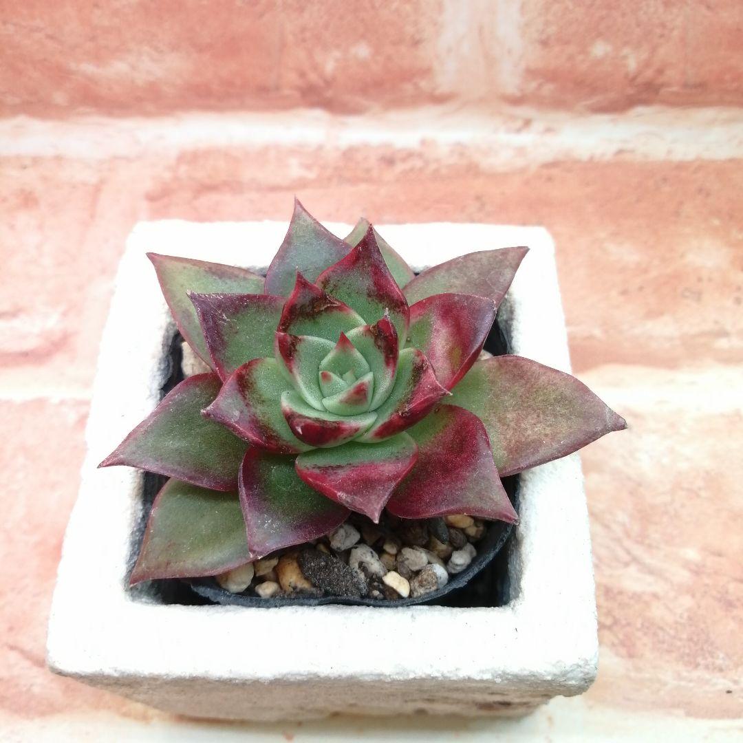 【⠀速達付き】まめこ様ご依頼分 桜大福他 多肉 エケベリア 錦玉園さん