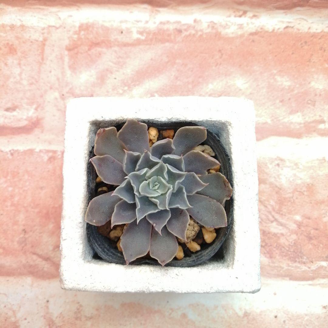 【⠀速達付き】まめこ様ご依頼分 桜大福他 多肉 エケベリア 錦玉園さん