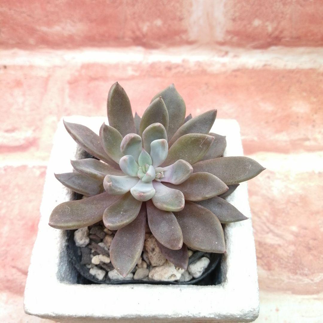 【⠀速達付き】まめこ様ご依頼分 桜大福他 多肉 エケベリア 錦玉園さん