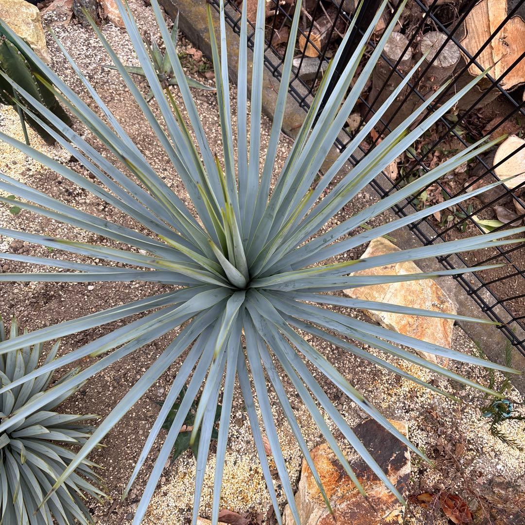 ユッカ　リギダ　ハイブリッド