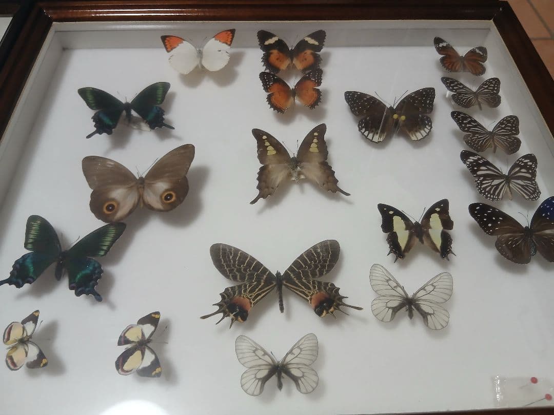 専用出品　蝶の標本