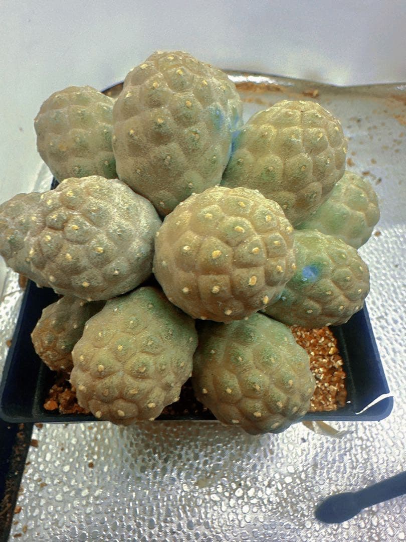 J*n様 B219多頭小型 緑色 球状サボテンテフロカクタス ゲオメトリクス（1