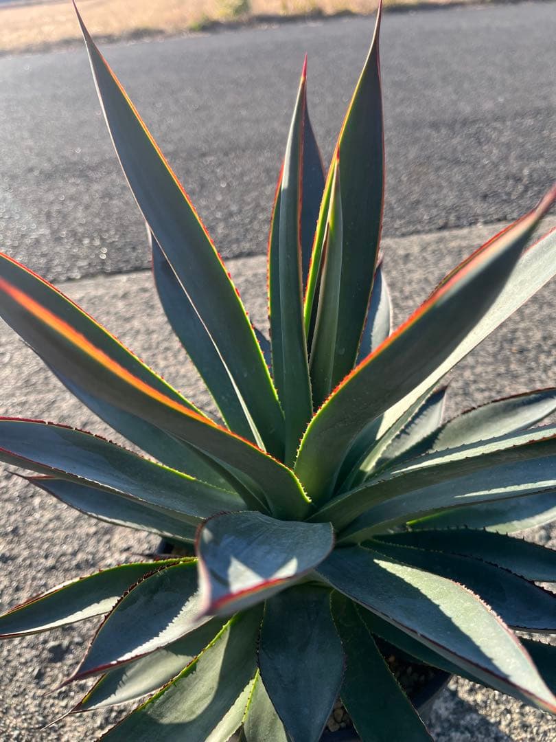 HARU‼️ アガベ　ブルーグロー　耐寒性　ドライガーデン