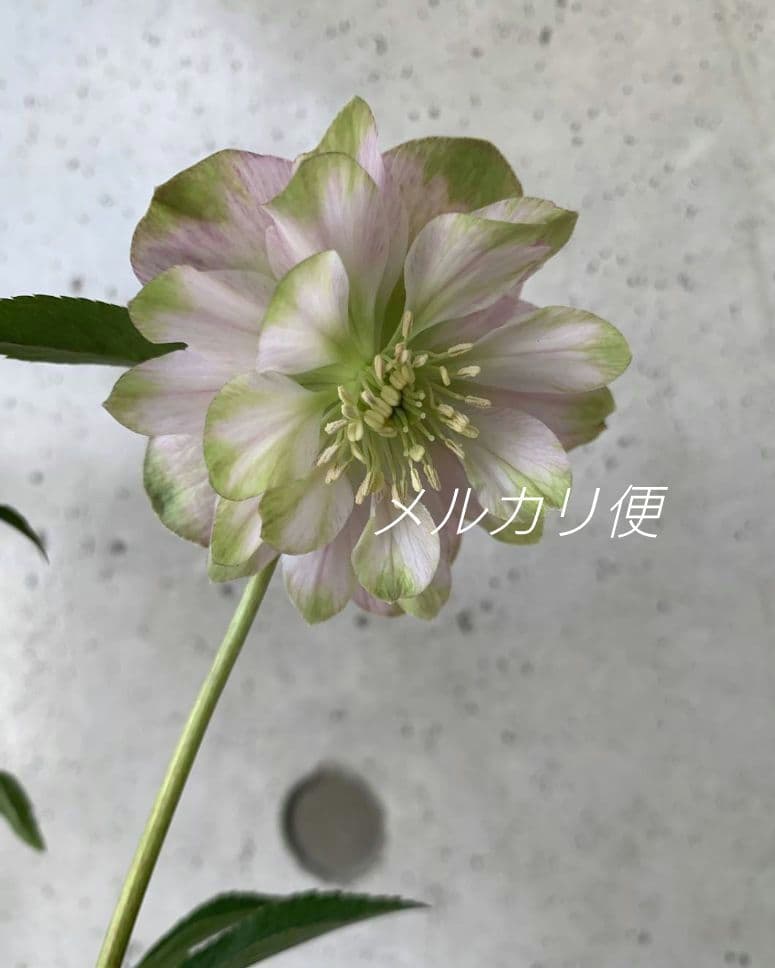 ヒ*イ様 アンティークピエラ　クリスマスローズ　株分け