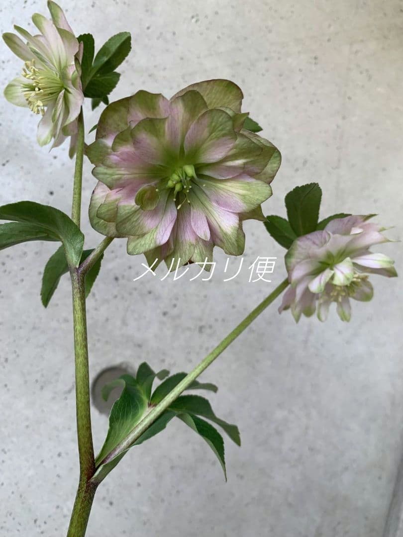 ヒ*イ様 アンティークピエラ　クリスマスローズ　株分け