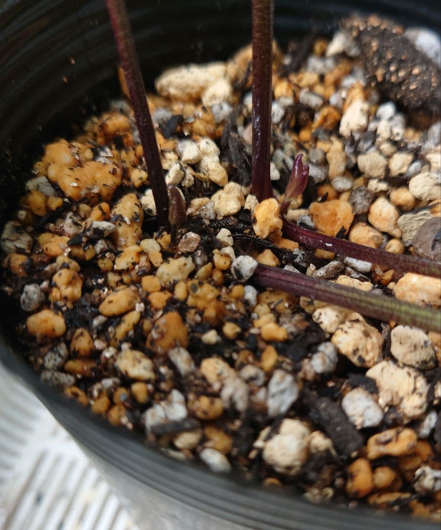 ヒ*イ様 アンティークピエラ　クリスマスローズ　株分け