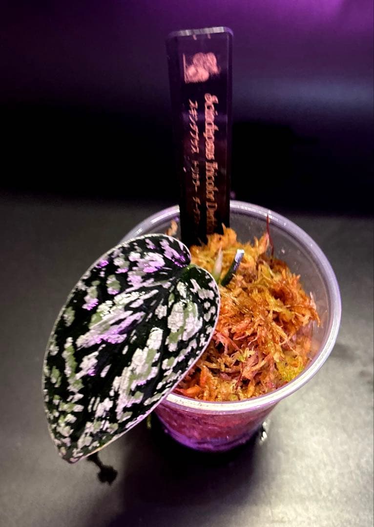 (まに商品)スキンダプサス　セット　a1