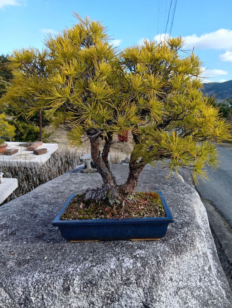 五葉松（かなり年数持ち込み古い）