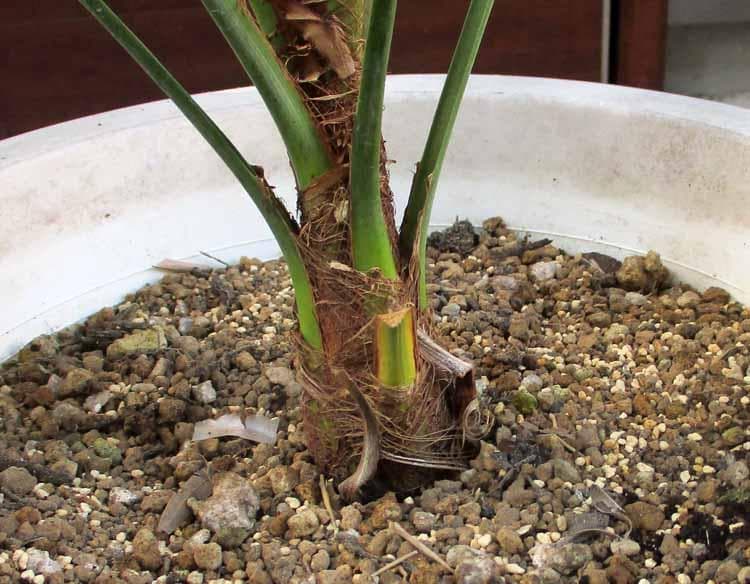 【現品】ブラヘア・スーパーシルバー　10号　９A番　ヤシの木　椰子の木