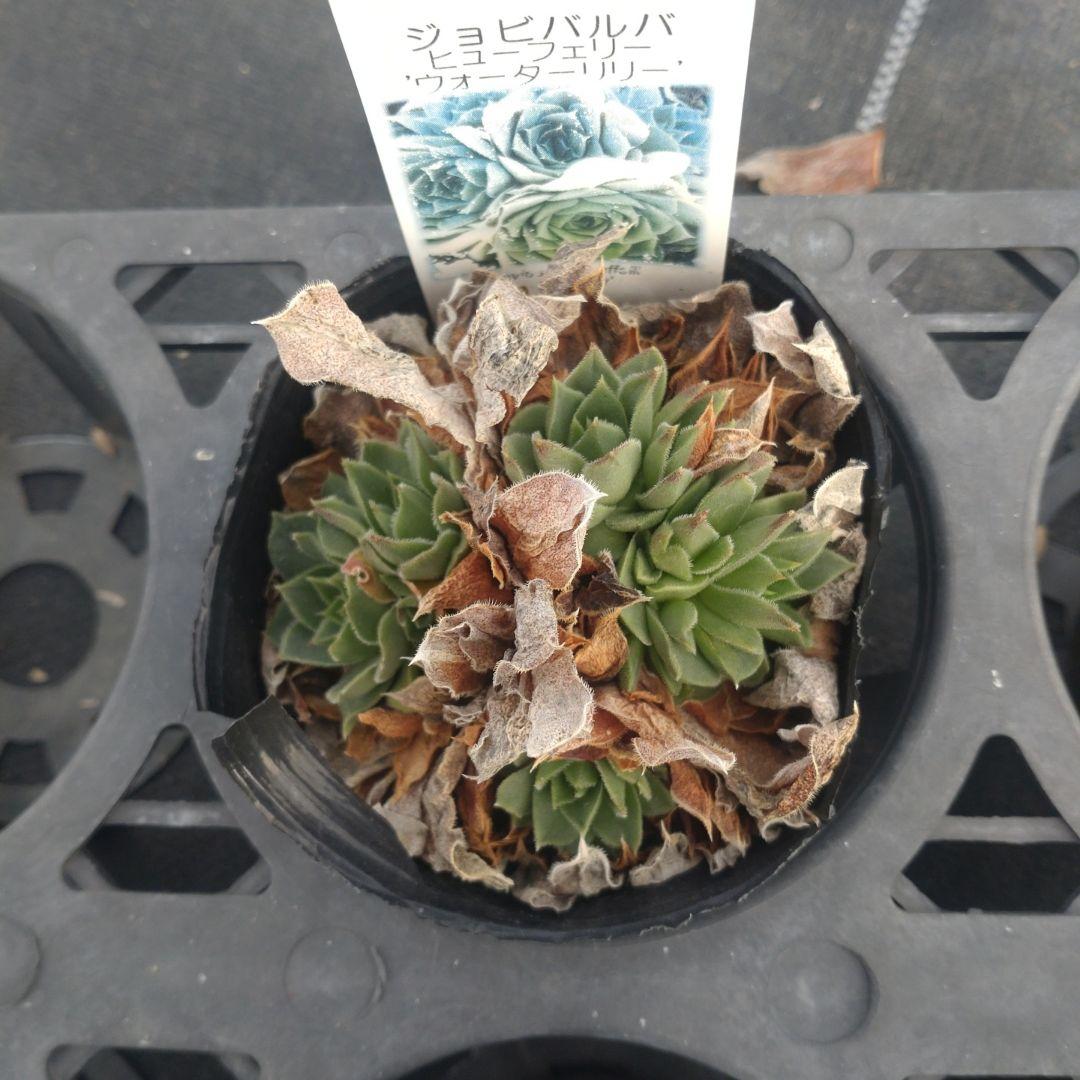 ガレージMさん専用