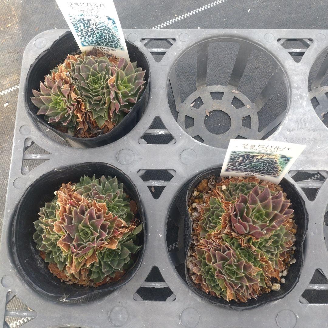 ガレージMさん専用