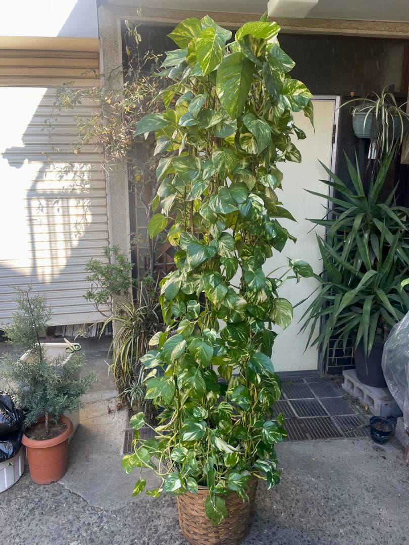 りょう　ポトスゴールデン　アムステルダムキング　シュロチク　3本セット