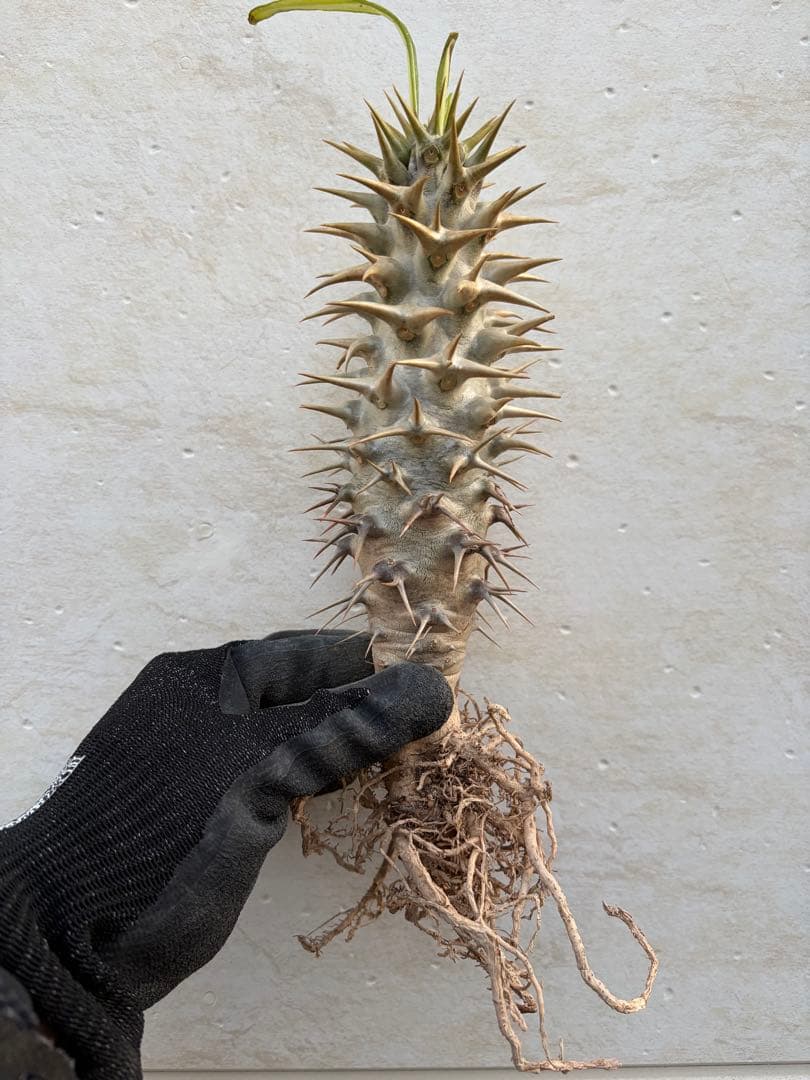 【トゲ強め】パキポディウム　アンボンゲンセ　希少　塊根