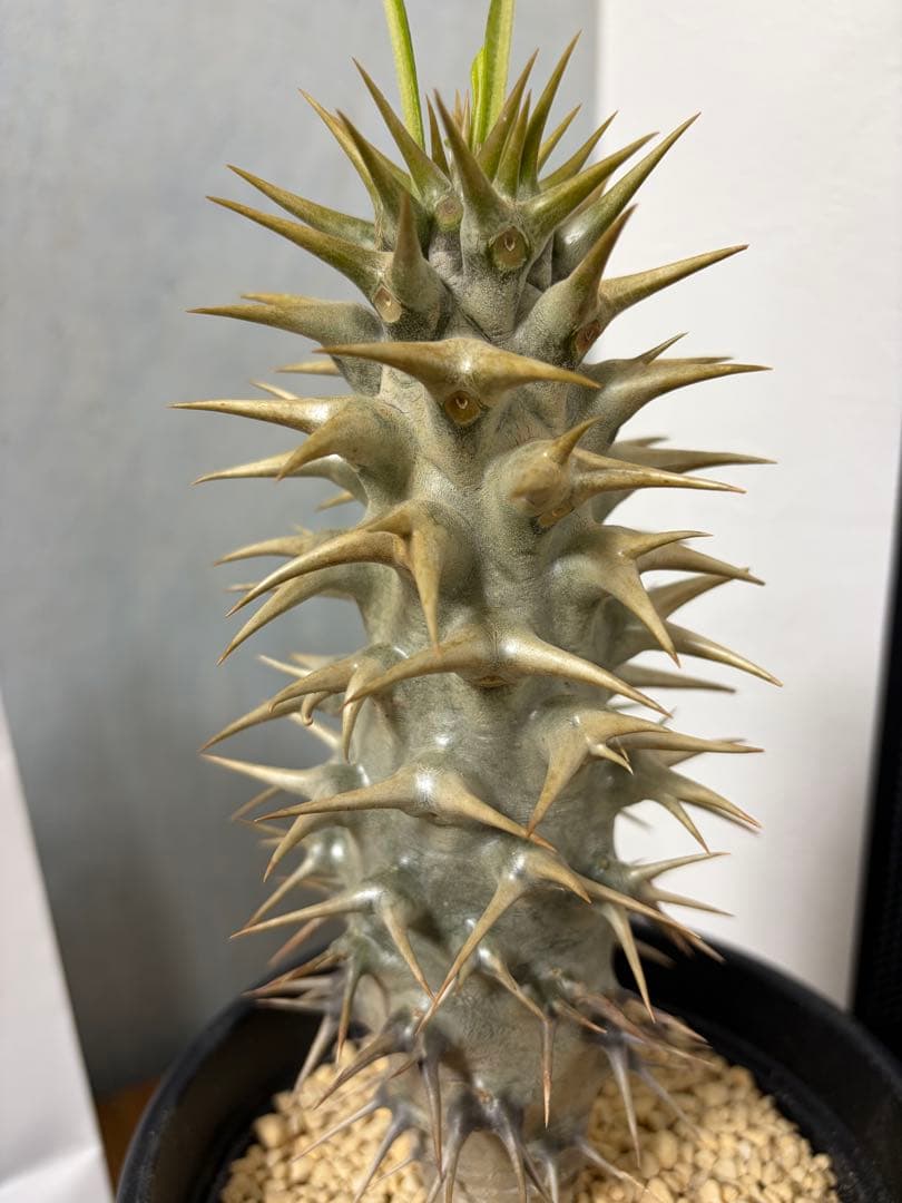 【トゲ強め】パキポディウム　アンボンゲンセ　希少　塊根