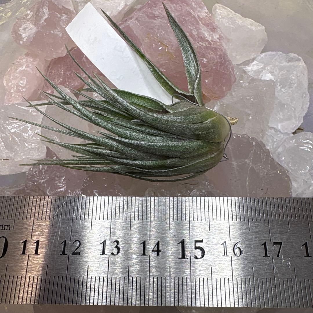 ブロメリア・エアープランツ Tillandsia kautskyi