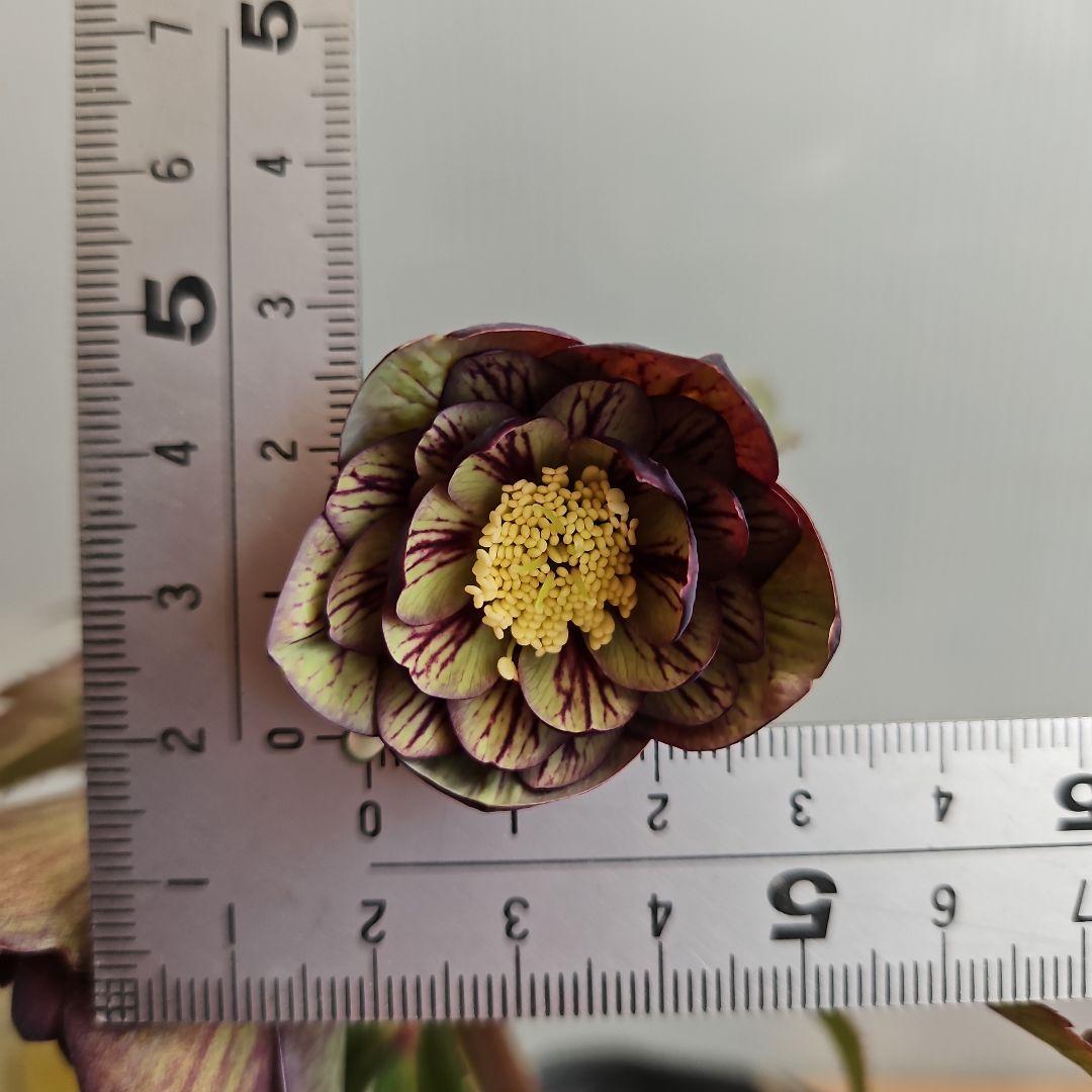 ペコ様ご購入苗㉖-261クリスマスローズ