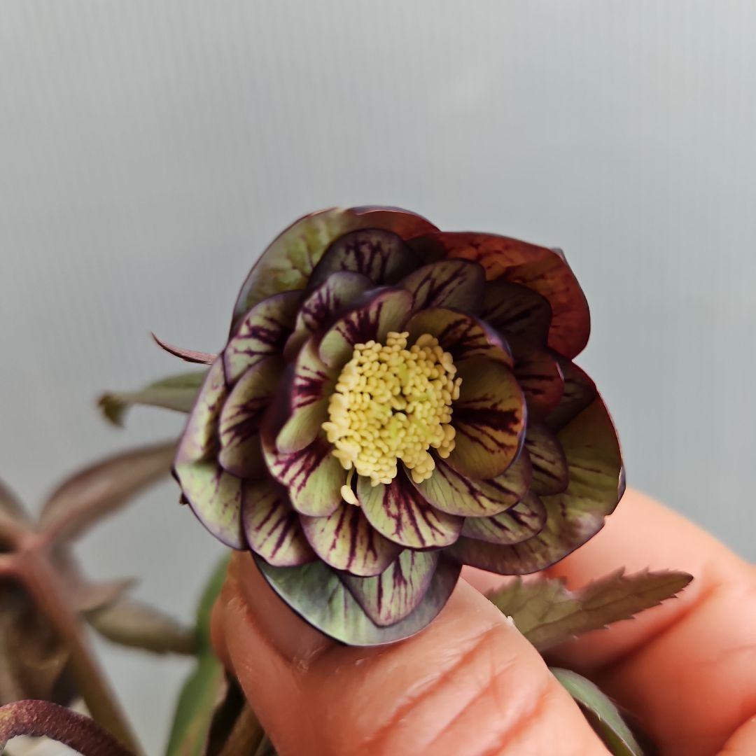 ペコ様ご購入苗㉖-261クリスマスローズ