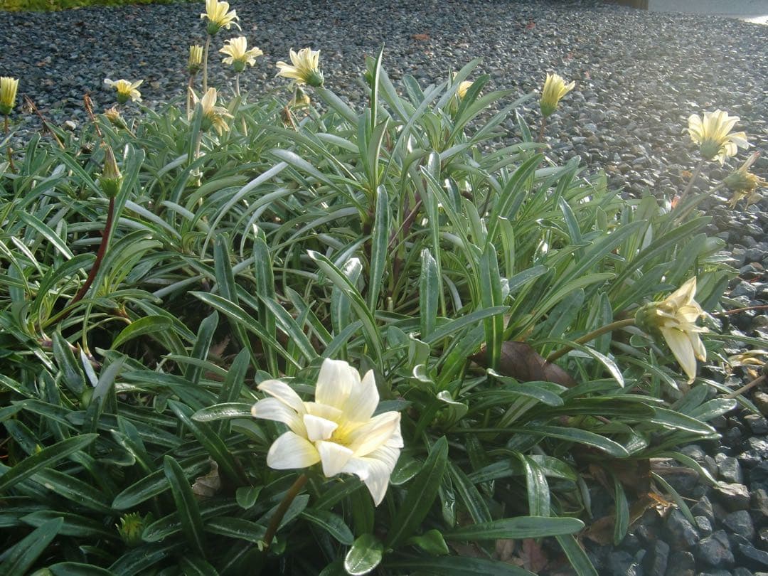 ☆動作OK CASIO EXILIM EX-G1 防水 バッテリー&メモリー付き