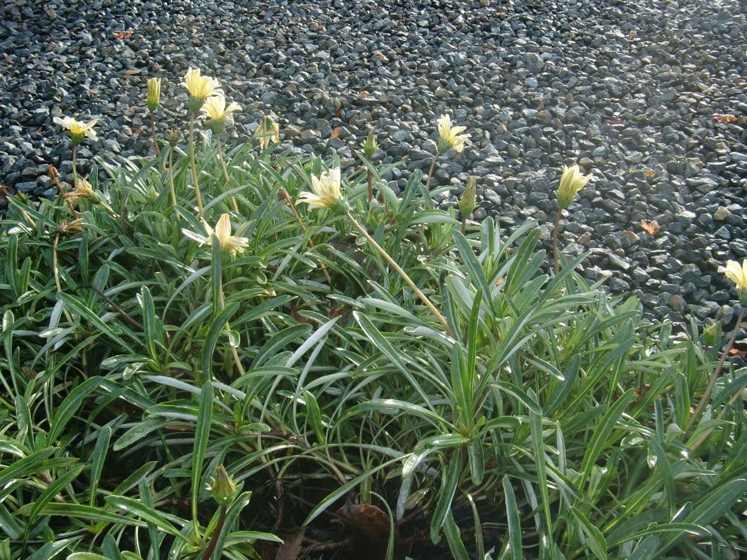 ☆動作OK CASIO EXILIM EX-G1 防水 バッテリー&メモリー付き