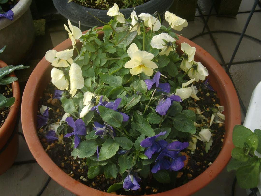 ☆動作OK CASIO EXILIM EX-G1 防水 バッテリー&メモリー付き