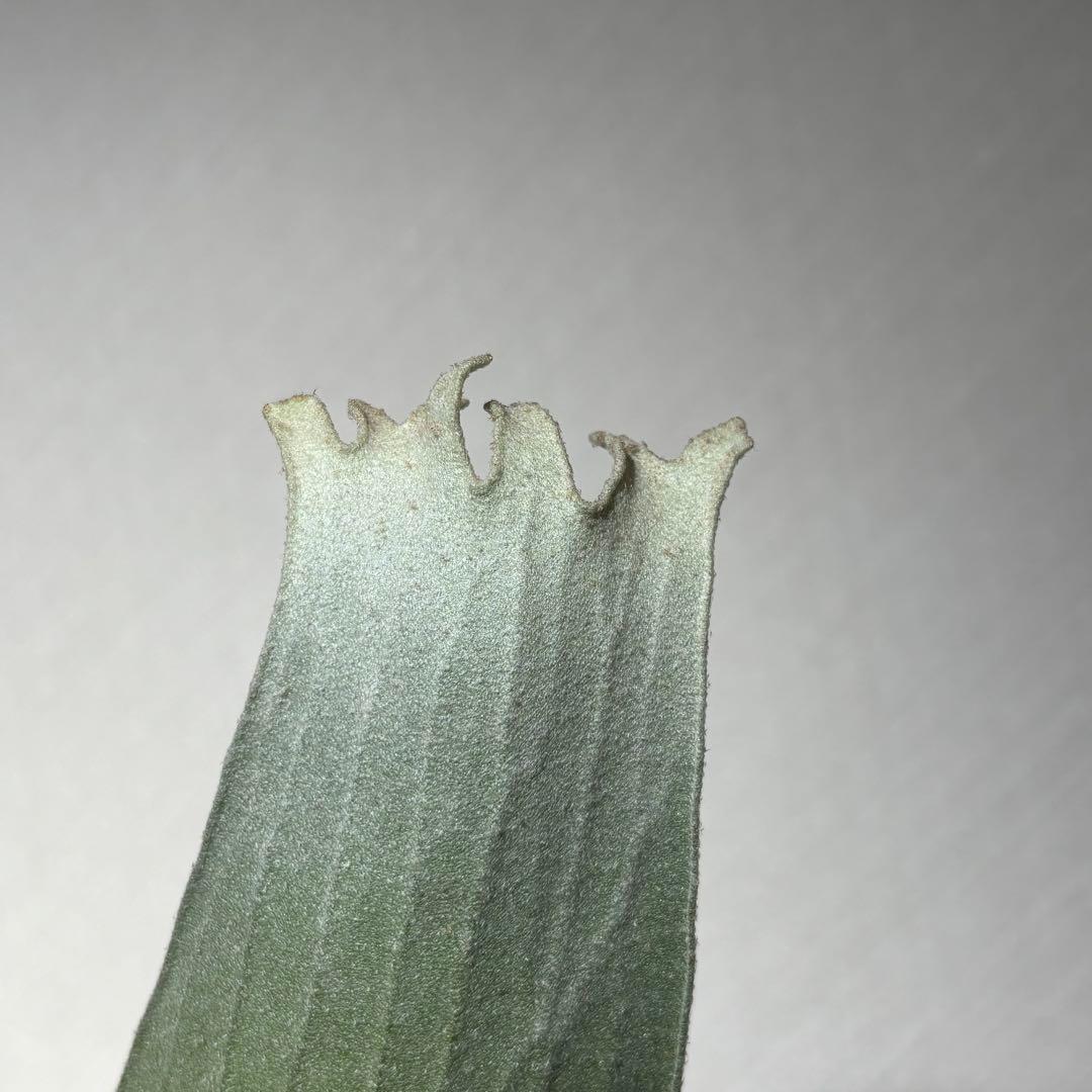 【アルバ様確認用】ネザーランド兄弟株