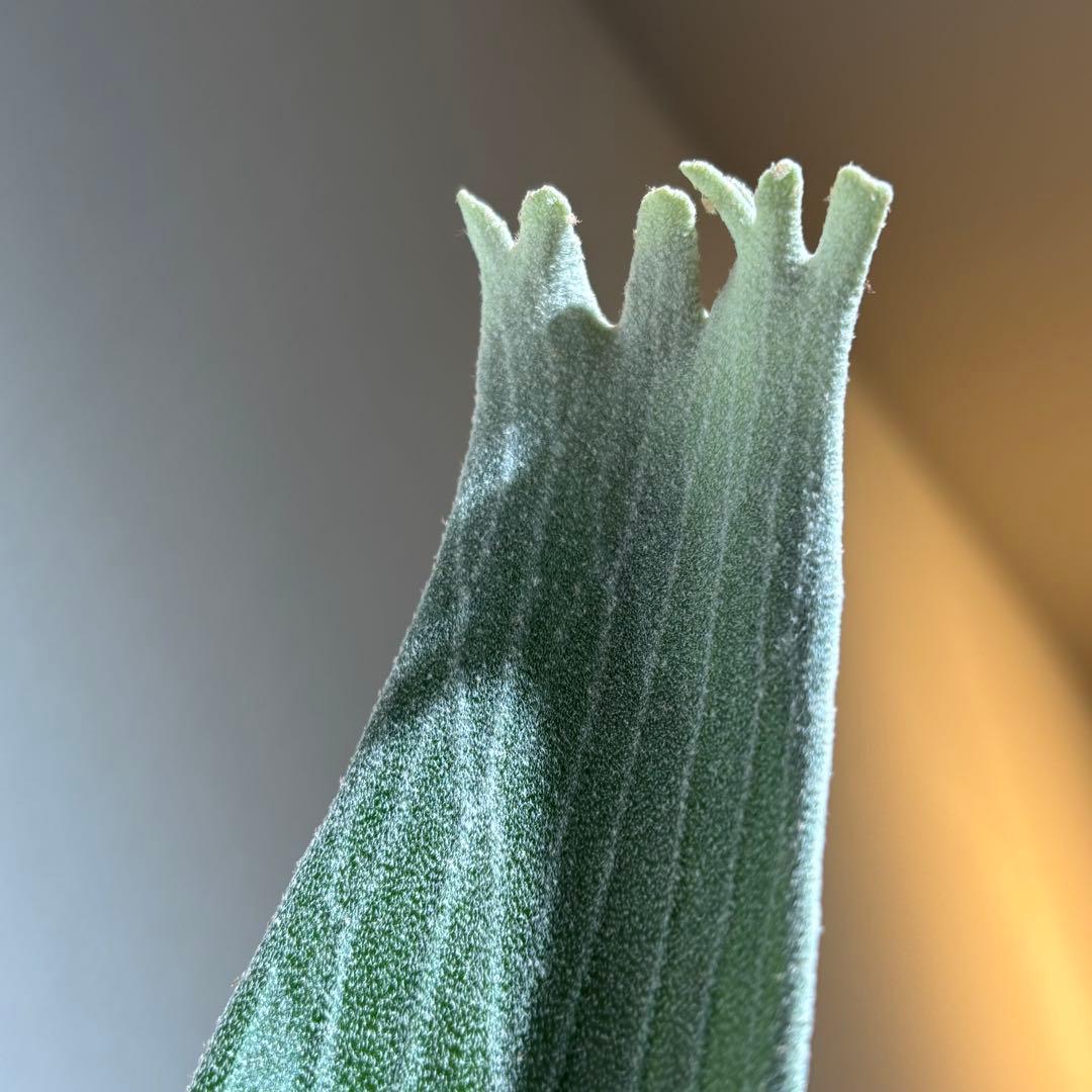 【アルバ様確認用】ネザーランド兄弟株