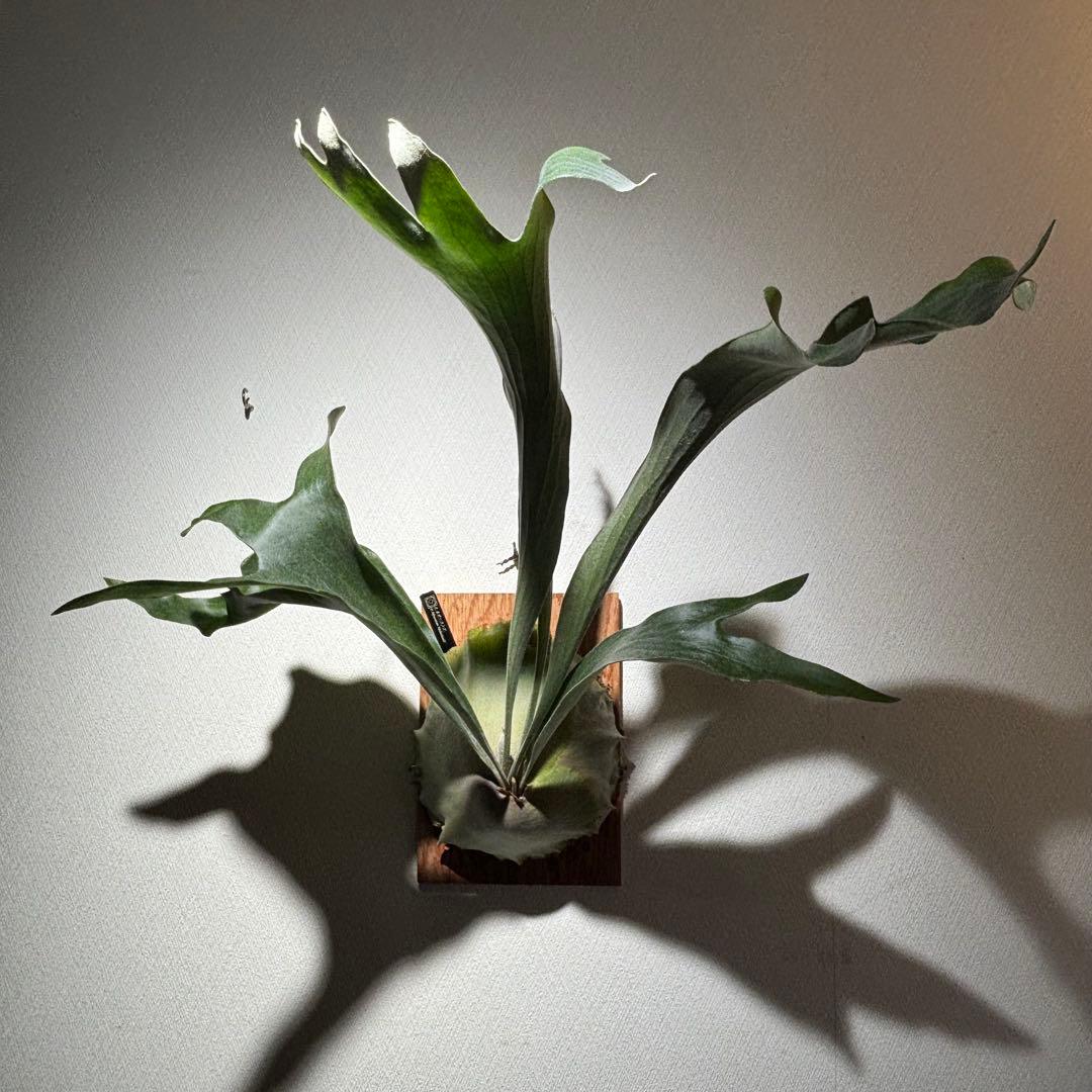 【アルバ様確認用】ネザーランド兄弟株