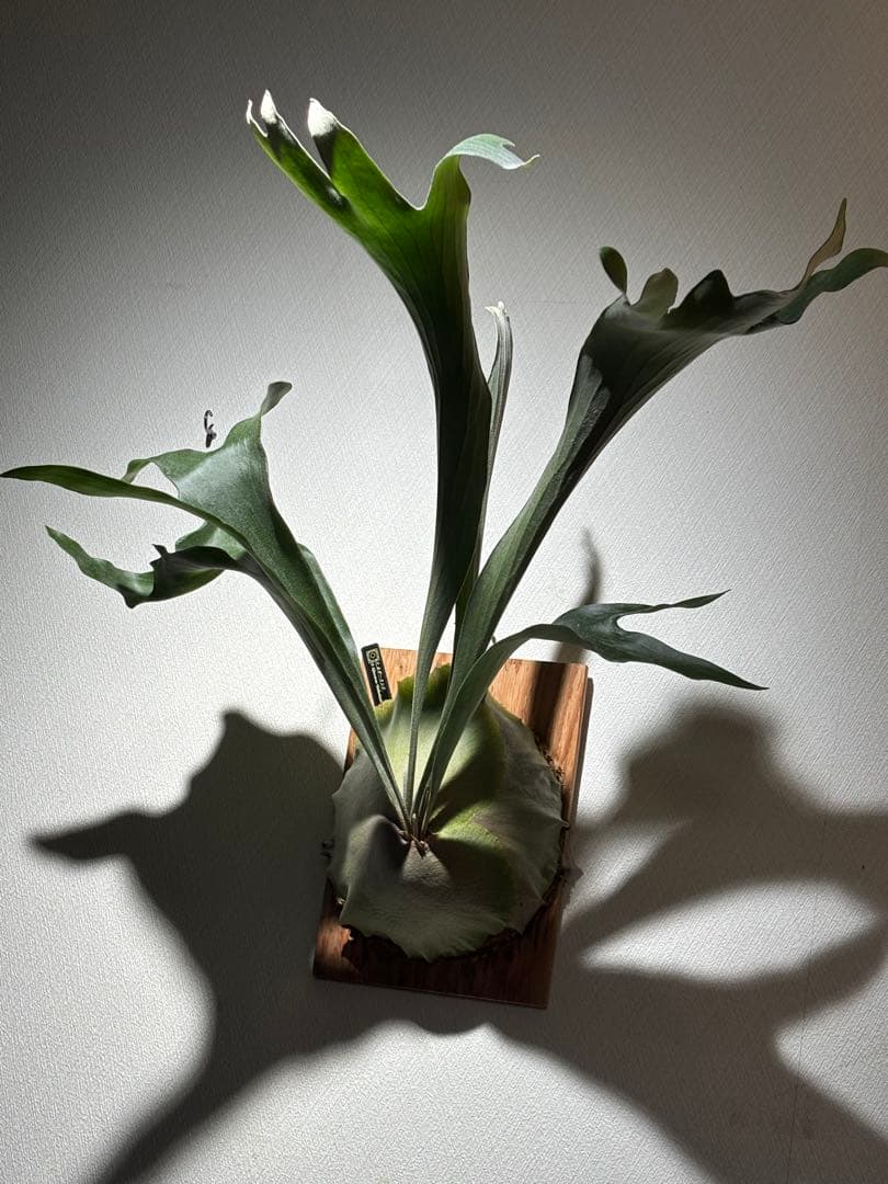 【アルバ様確認用】ネザーランド兄弟株