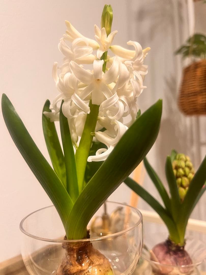 貫太郎さま専用✴︎送料