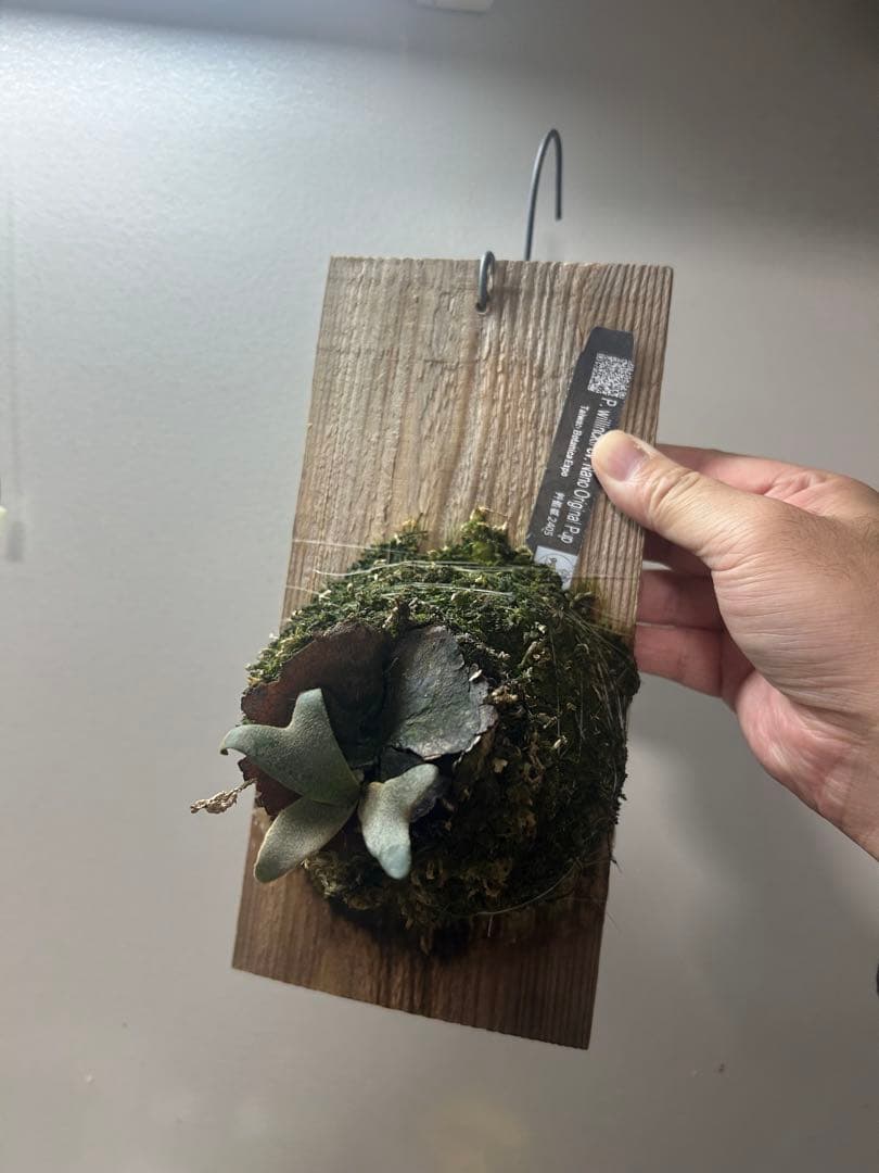 h*1様 P. willinckii \