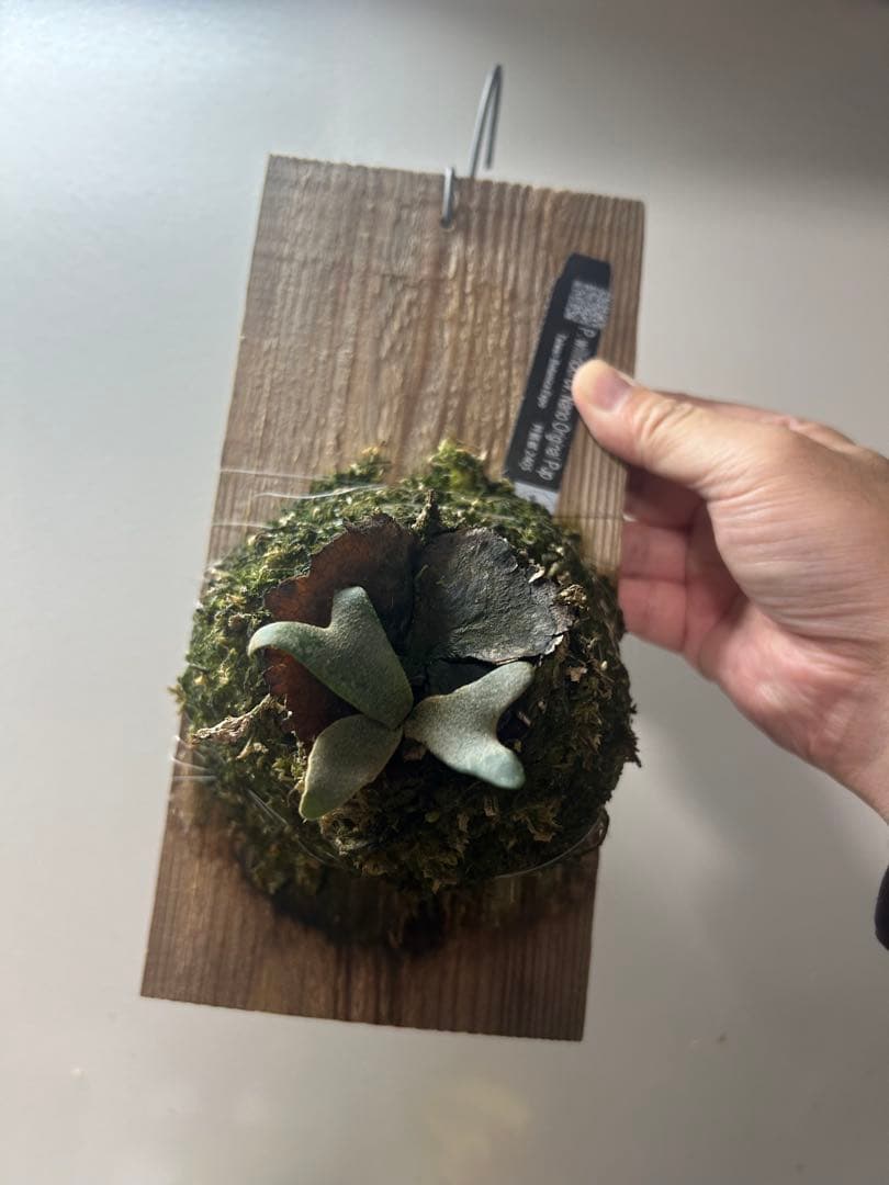 h*1様 P. willinckii \" Nano \"ビカクシダ　origina