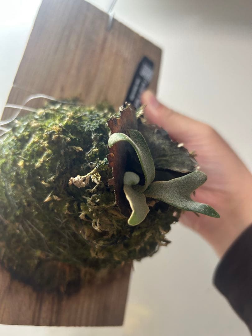 h*1様 P. willinckii \" Nano \"ビカクシダ　origina