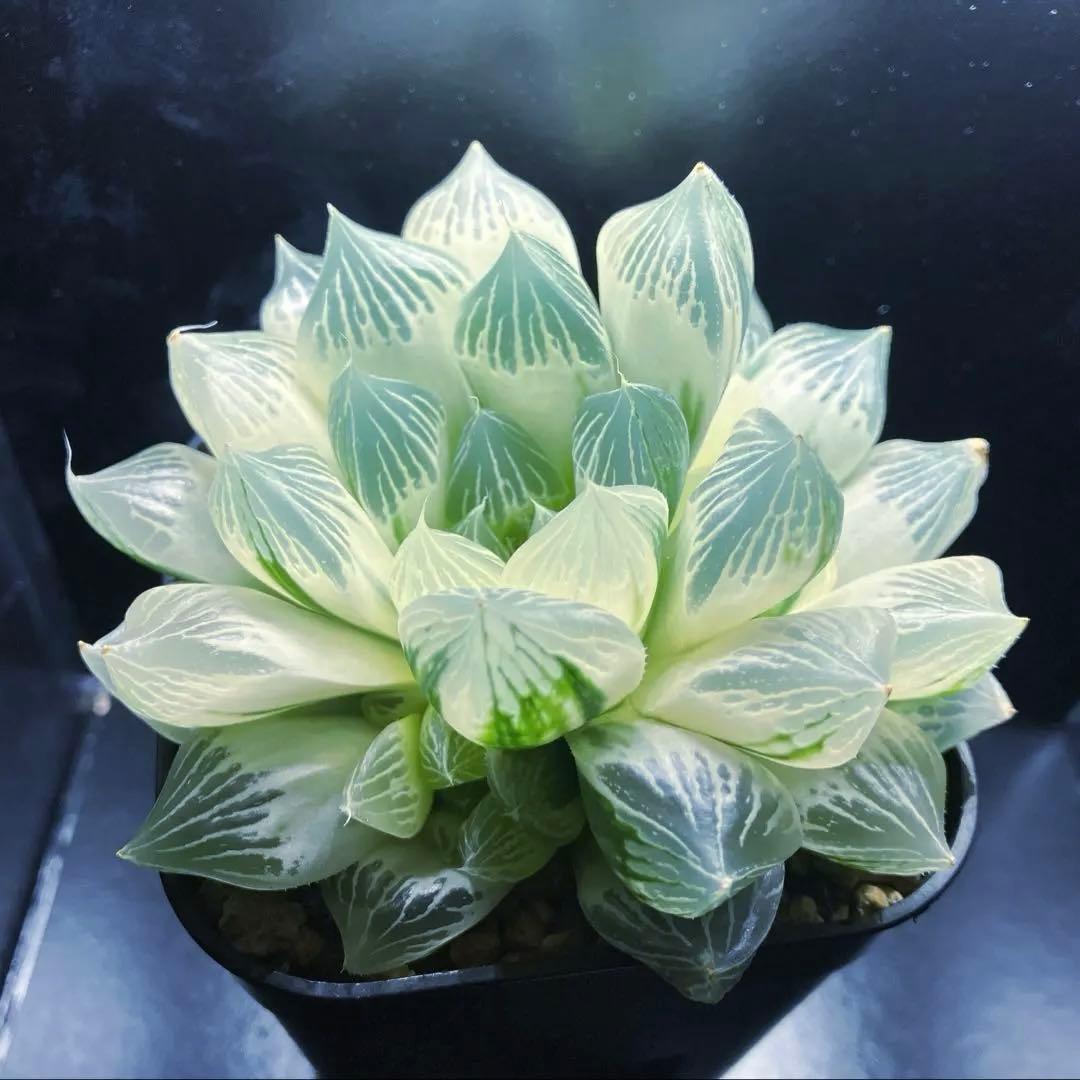 ハオルチア　白蛇伝　親株　子株付き