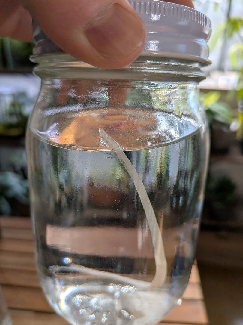 【激レア深海魚】リュウグウノツカイ幼魚 液浸標本