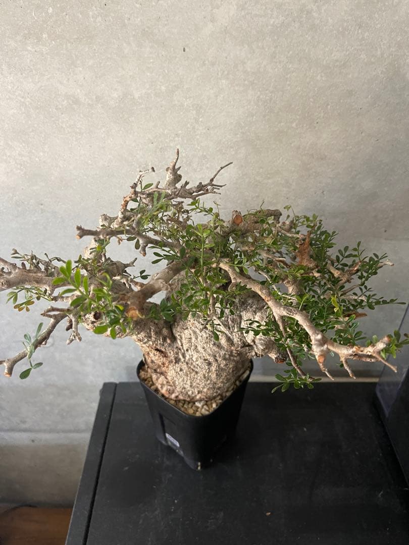 オペルクリカリアパキプス現地中型 発根済