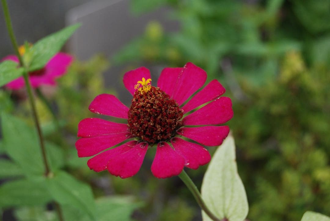 N*I様 Nikon D￼80 CCD デジタル一眼 AFニッコール　28-85