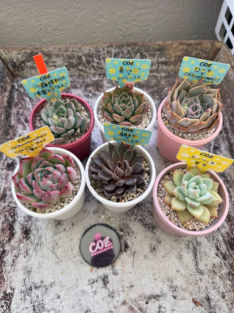 COZ苗セット(メルカリ版)